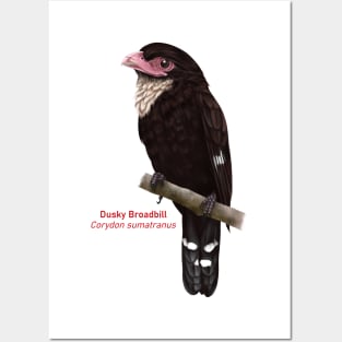 Dusky Broadbill | Corydon sumatranus Posters and Art